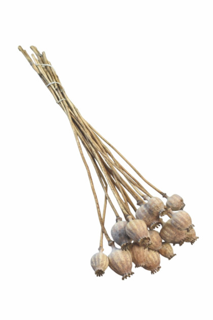 Sušina Makovica stredná natur. (100g)/bal