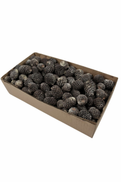 Sušina šiška Murii omrznut. (2kg)/ krabica