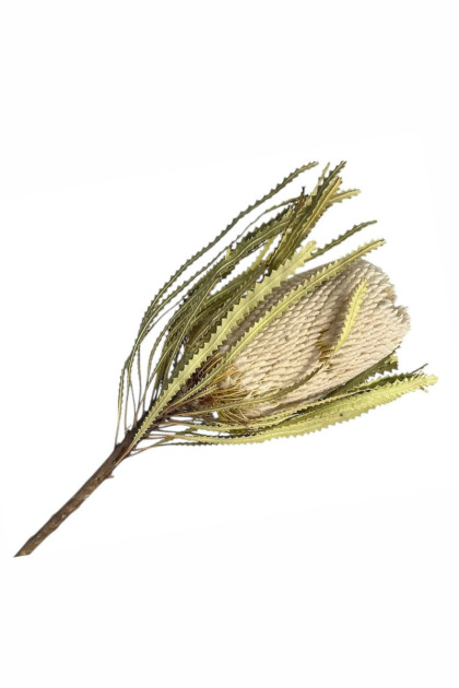 Sušina Banksia Hookerana / natur