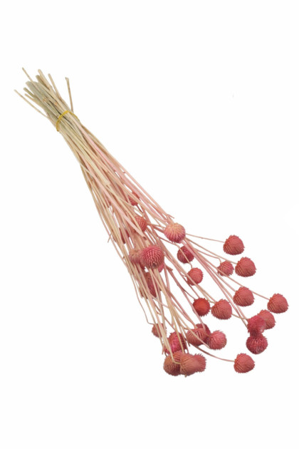 Sušina Globe flower ružový  (80g/bal.)