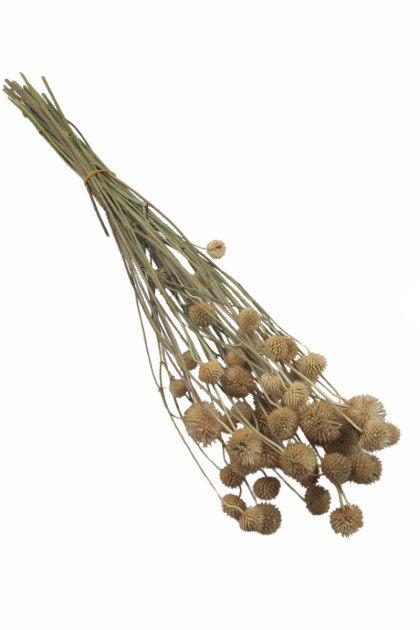 Sušina Globe flower natur  (80g/bal.)