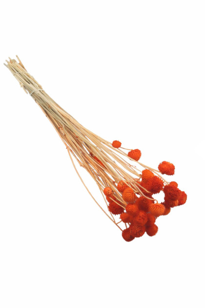 Sušina Globe flower oranžový  (80g/bal.)