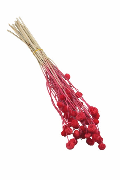 Sušina Globe flower červený  (80g/bal.)