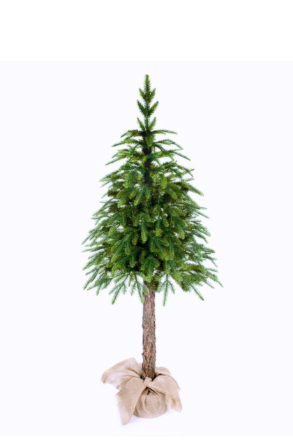 Vianoč. strom smrek Alaska na pni 160 cm
