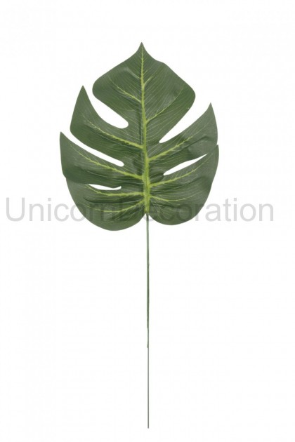 List monstera