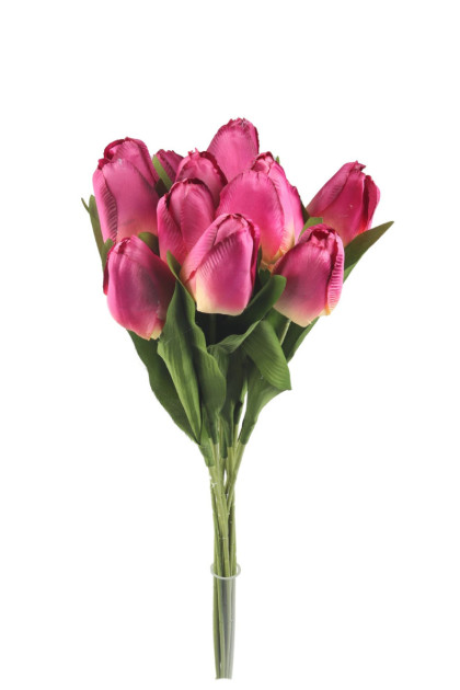 Tulipán ks
