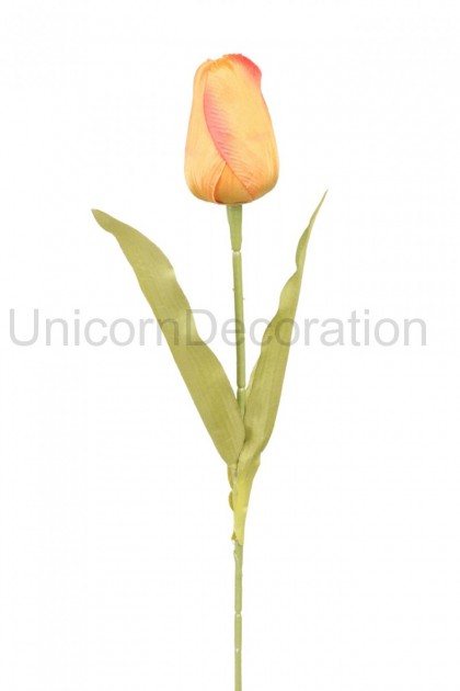 Tulipán ks