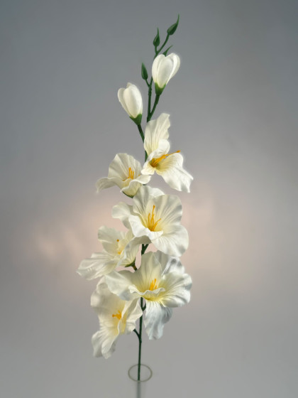 Gladiola ks