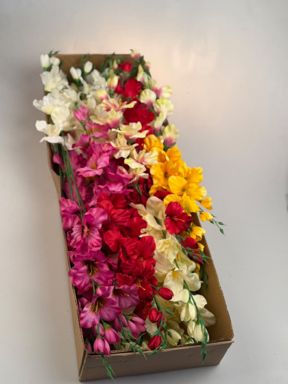 Gladiola ks