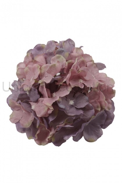 Hortenzia hl.