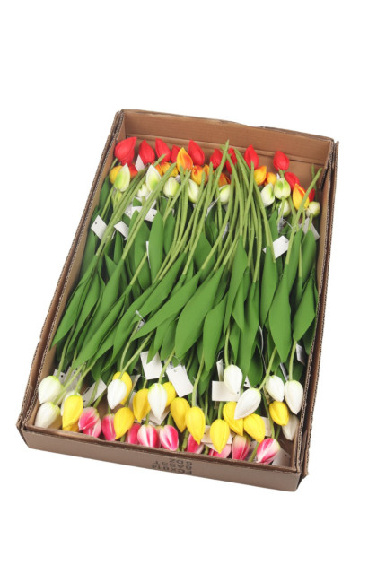 Tulipán ks