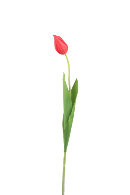 Tulipán ks