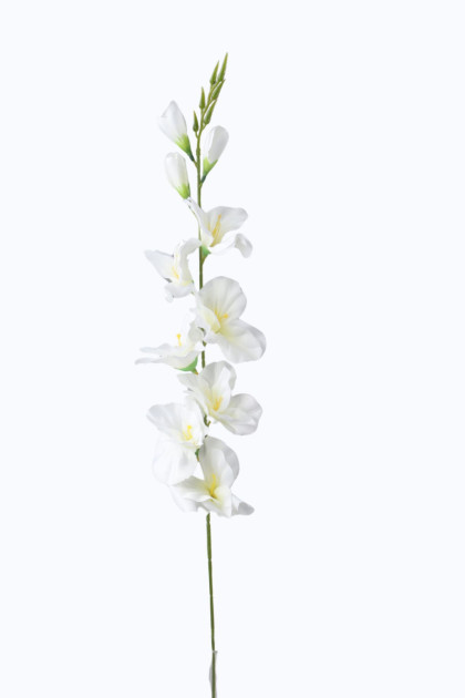 Gladiola ks
