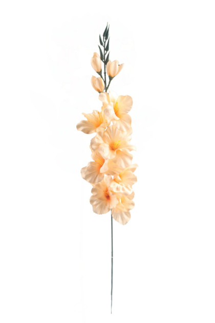 Gladiola ks