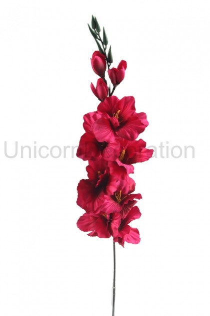 Gladiola ks