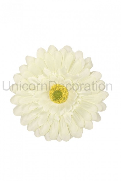 Gerbera hl.