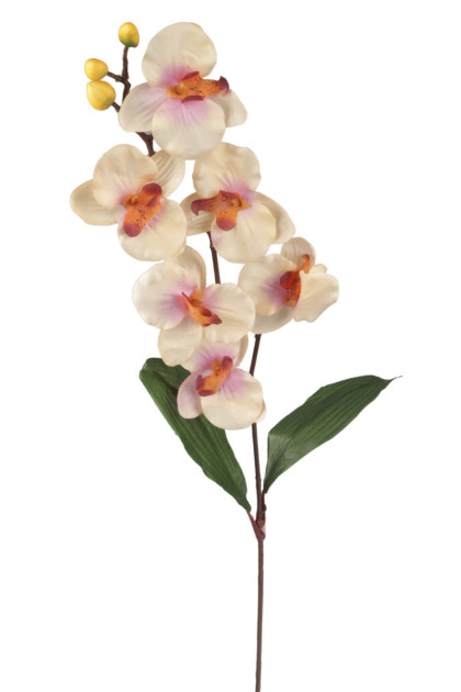 Orchidea ks