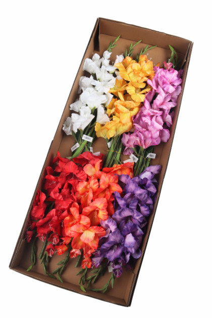 Gladiola ks
