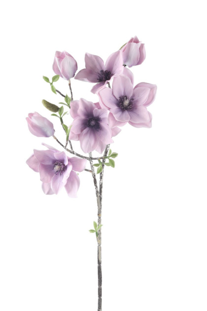 Magnolia trs 4 + 3 ks