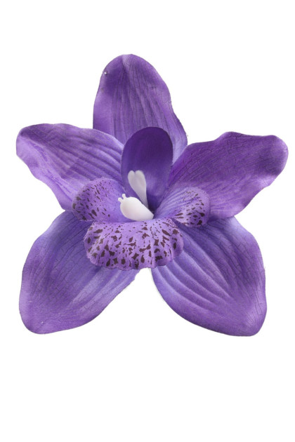 Orchidea hl. 