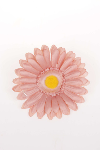 Gerbera hl.