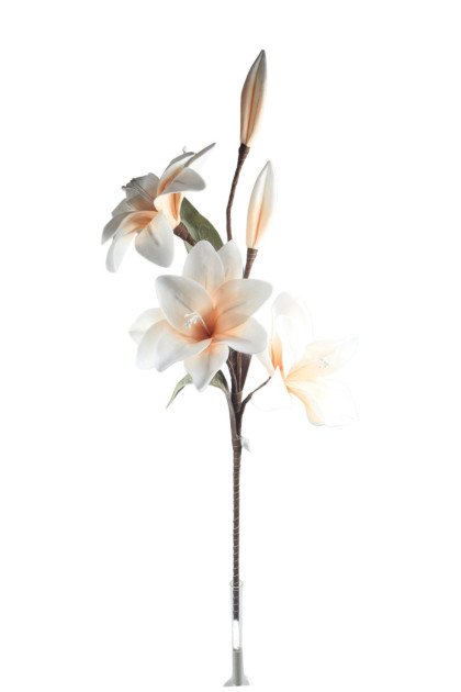 kvet pena 126cm