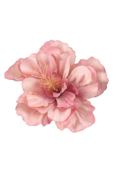 Hibiskus hl.