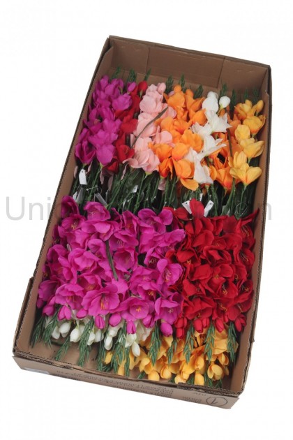 Gladiola ks