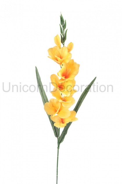 Gladiola ks