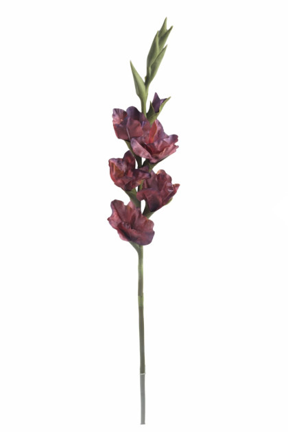 Gladiola / ks   (REAL TOUCH)