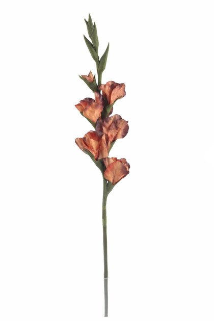 Gladiola / ks   (REAL TOUCH)