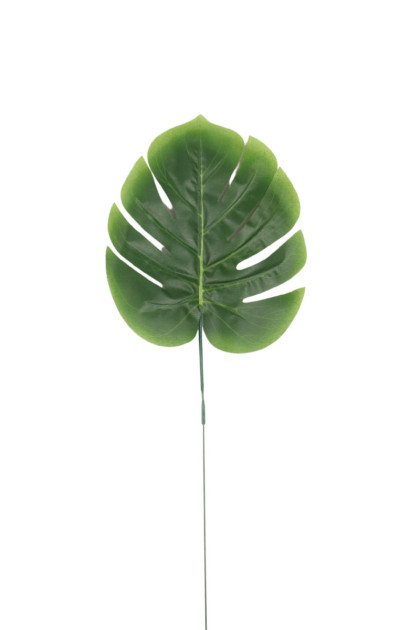 List monstera   ks 