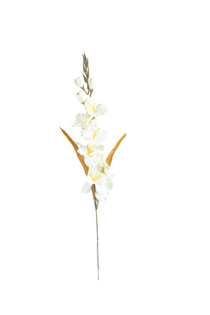 Gladiola ks