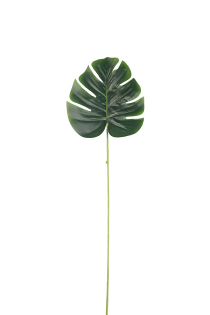 List monstera   ks
