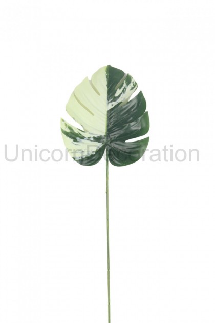List monstera gumená   ks