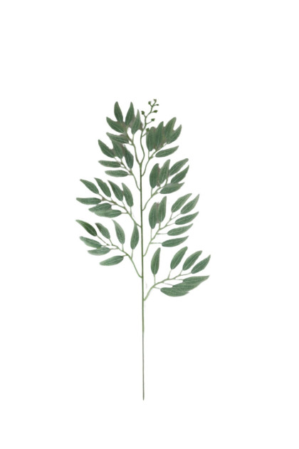 Vetva ruskus ks