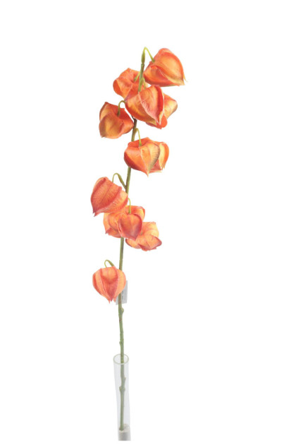 Physalis ks