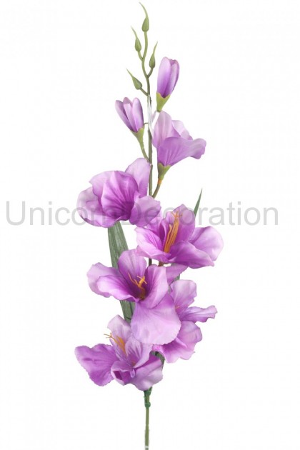 Gladiola - ks