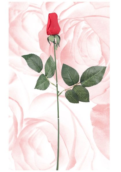 Ruža  puk  (REAL TOUCH)  ks