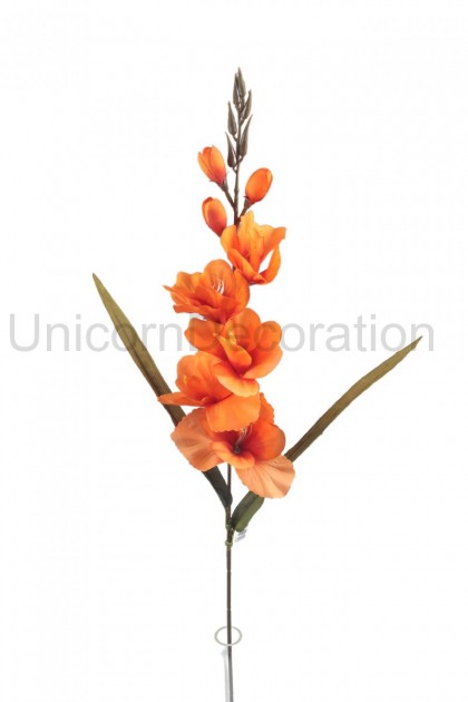 Gladiola ks
