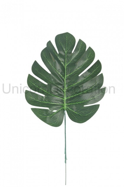 List monstera