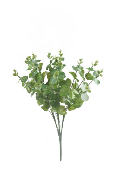 Kytica eukalyptus 