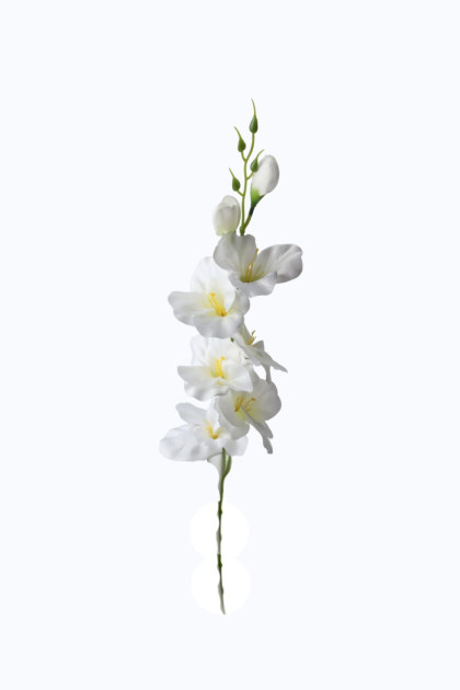Gladiola ks