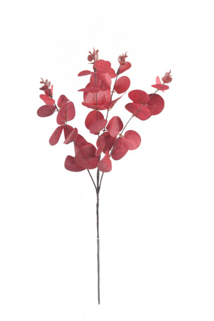 Eukalyptus trs dop.