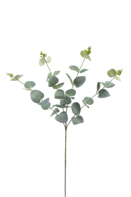 Eukalyptus trs dop.
