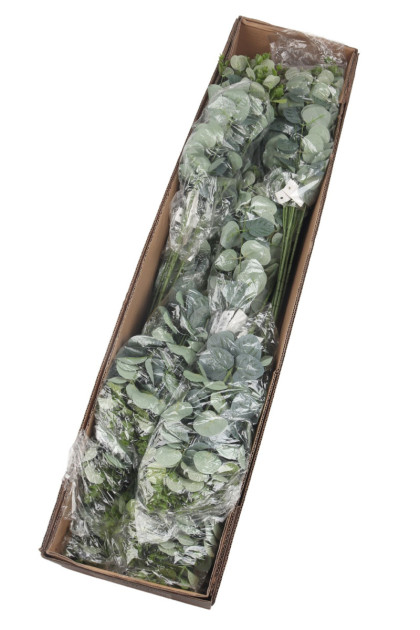 Eukalyptus trs dop.