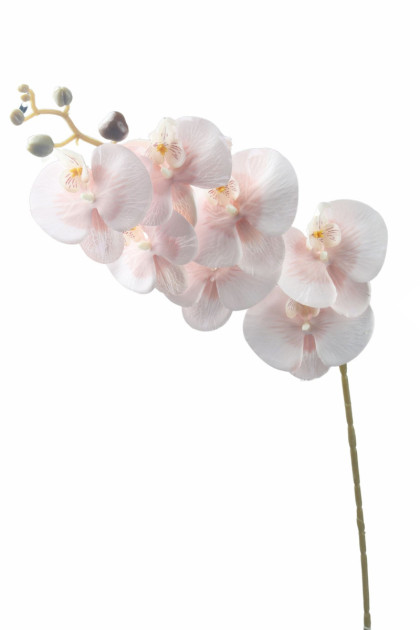 Orchidea / ks