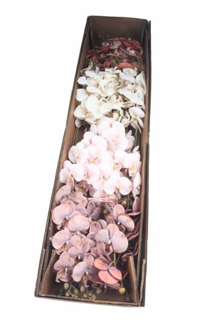 Orchidea / ks