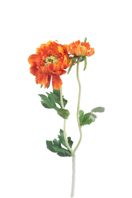 Scabiosa x 1 + 1 / ks