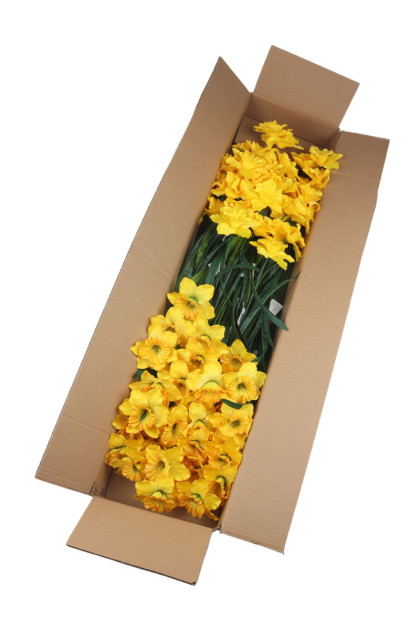 Narcis x 3   ks  LUX